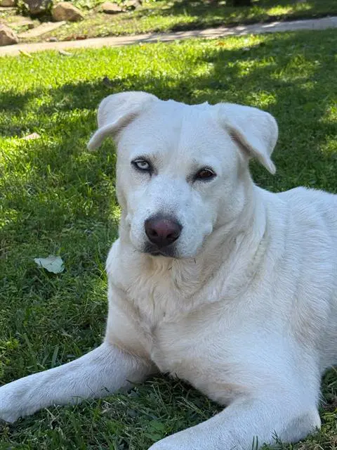 Bryce - Labrador Retriever