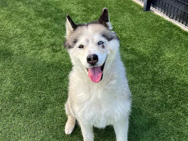 Jodee - Siberian Husky