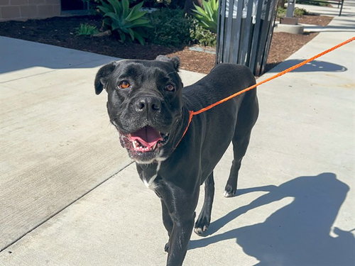 Mora, Cane Corso Mastiff (medium coat)