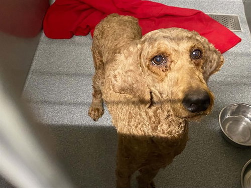 Rosie, Poodle (Standard) / Labrador Retriever / Mixed (medium coat)