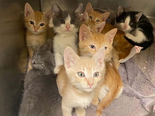 Cross, Domestic Short Hair (medium coat)