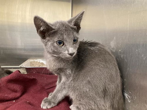 Gamora, Domestic Short Hair (medium coat)