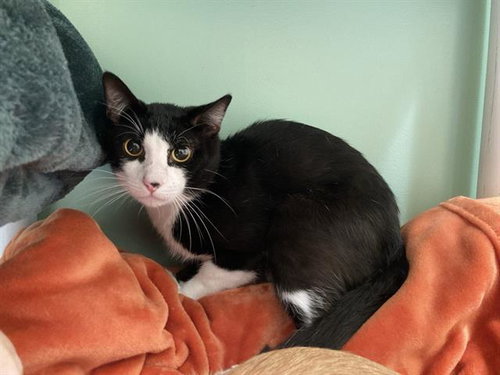 Sesame, Domestic Short Hair (medium coat)