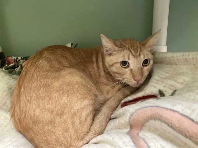 Bob Chorba - Domestic Short Hair