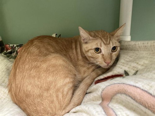 Bob Chorba, Domestic Short Hair (medium coat)