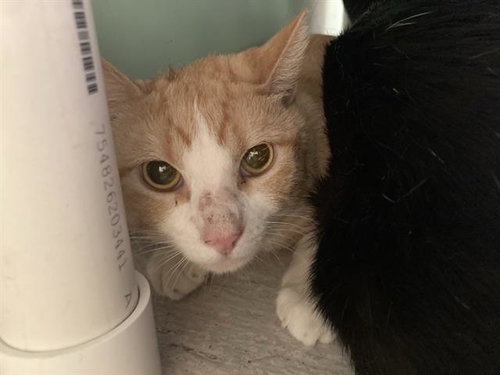 Buillon, Domestic Short Hair (medium coat)