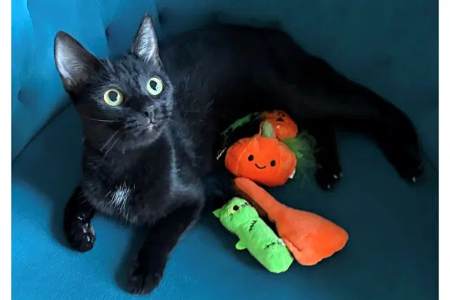 Raven - Domestic Short Hair