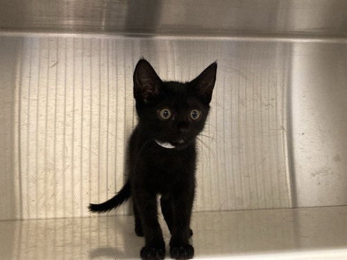Baby, Domestic Short Hair (medium coat)