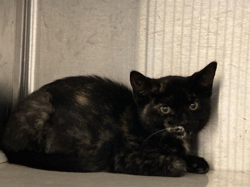 Mia, Domestic Short Hair (medium coat)