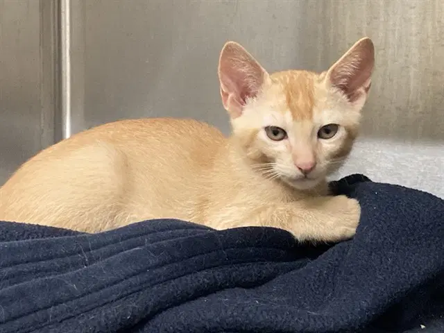 Emmett - Domestic Short Hair