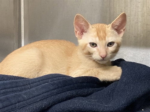 Emmett, Domestic Short Hair (medium coat)