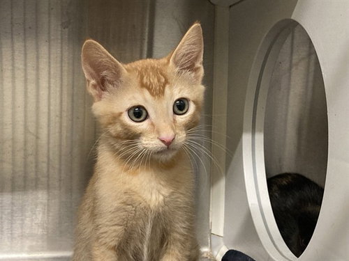 Daniel, Domestic Short Hair (medium coat)