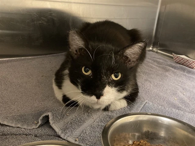Turbine