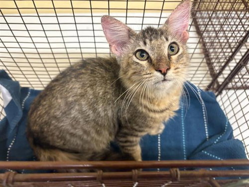 Erwin, Domestic Short Hair (medium coat)