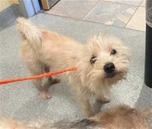 Kimberly - Cairn Terrier