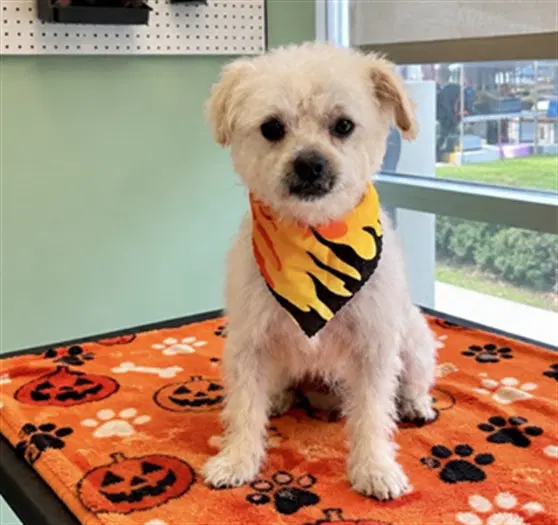 Billy - Poodle (Miniature)