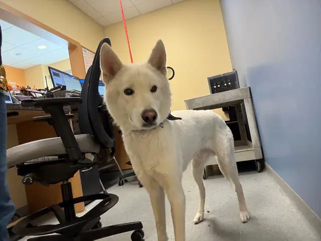 Broly - Siberian Husky