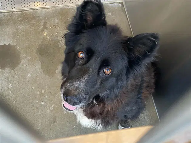 Gladys - Border Collie
