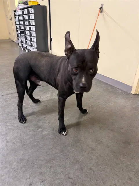 Novo - Pit Bull Terrier