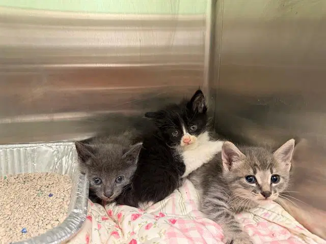 Spot - Domestic Short Hair