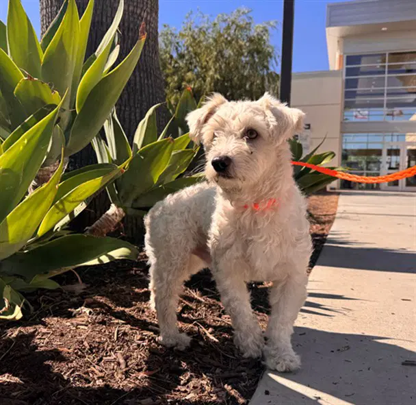 Casper - Poodle (Miniature)
