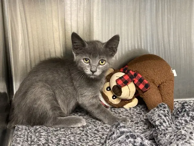 Fishstick - Domestic Short Hair
