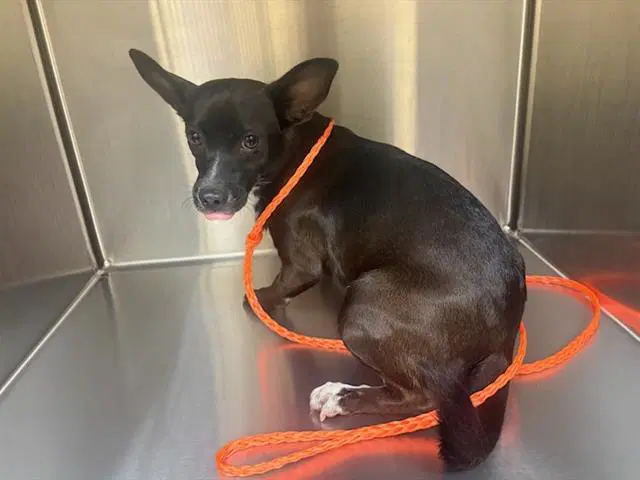 Lock - Chihuahua