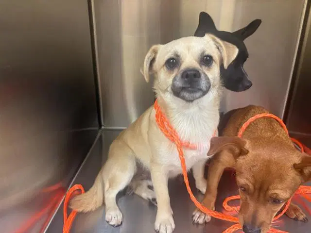 Stock - Pug