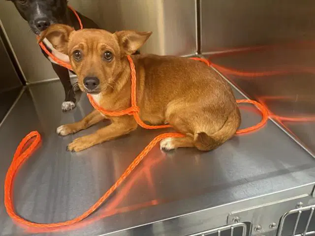 Susan - Chihuahua