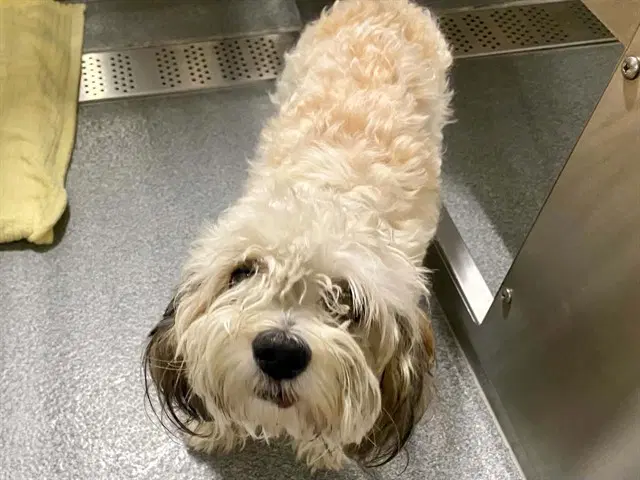 Lindy - Maltese