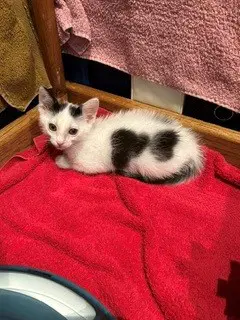 Patches - Domestic Short Hair