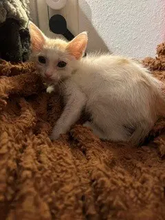 Tiny Dancer - Domestic Short Hair