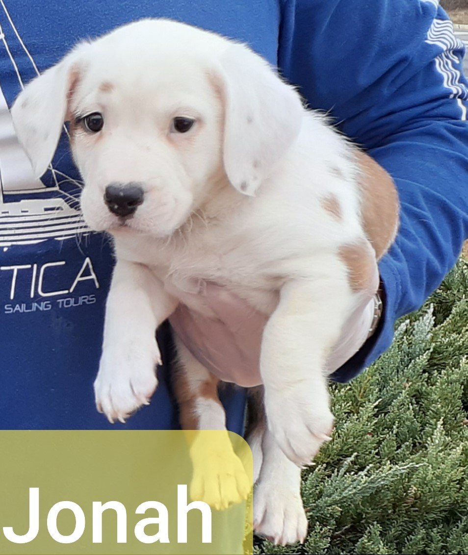 adoptable Dog in Kennesaw, GA named Jonah