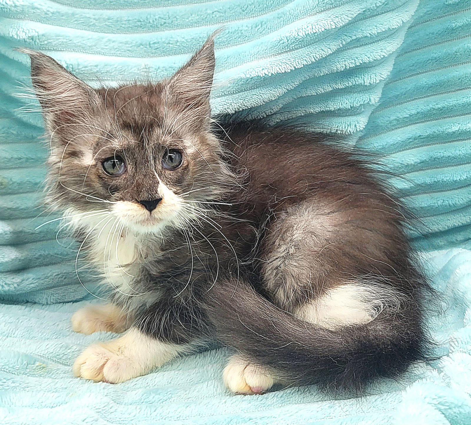 Cats for Adoption in Atlanta, Alpha Paw