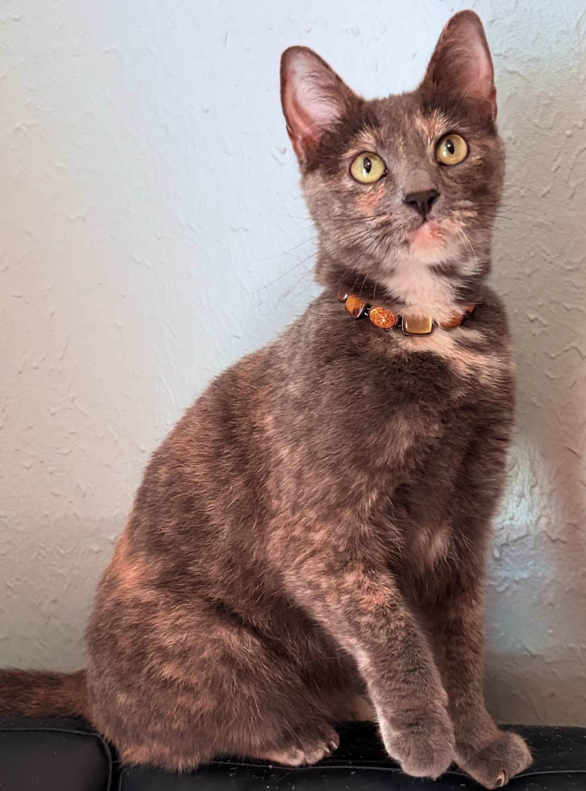 Brooke - Dilute Tortoiseshell