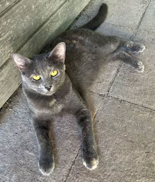 Astrid, an adoptable Dilute Tortoiseshell in Houston, TX