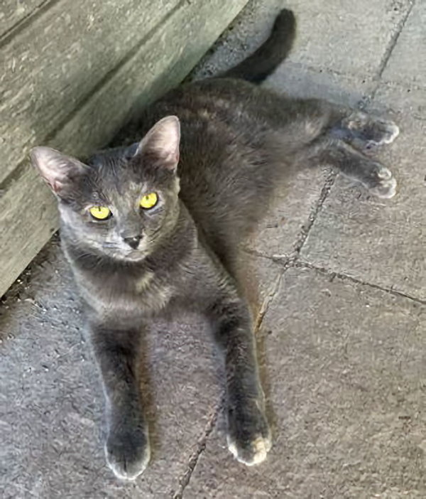 Astrid, a foster kitten at Cats For Life Houston