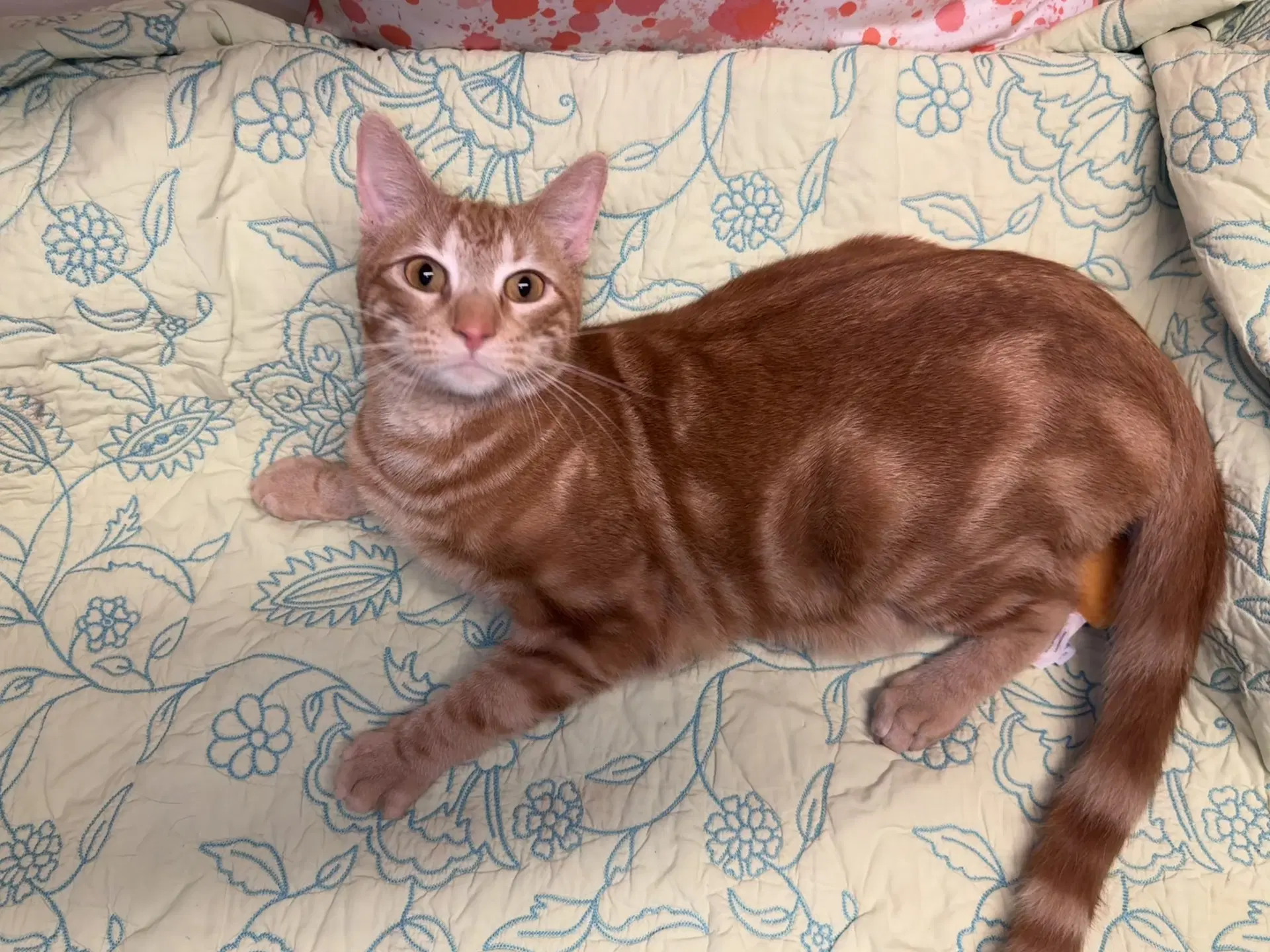 Chuck - Domestic Short Hair