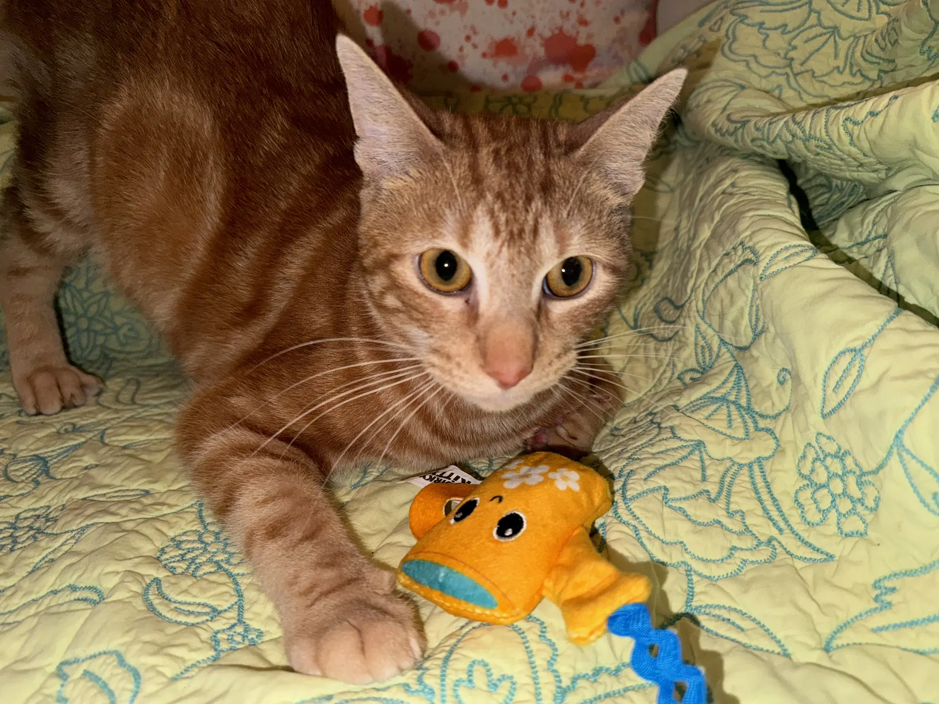 Chuck image 2