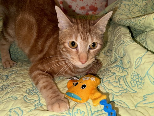 Photo 2 of Chuck