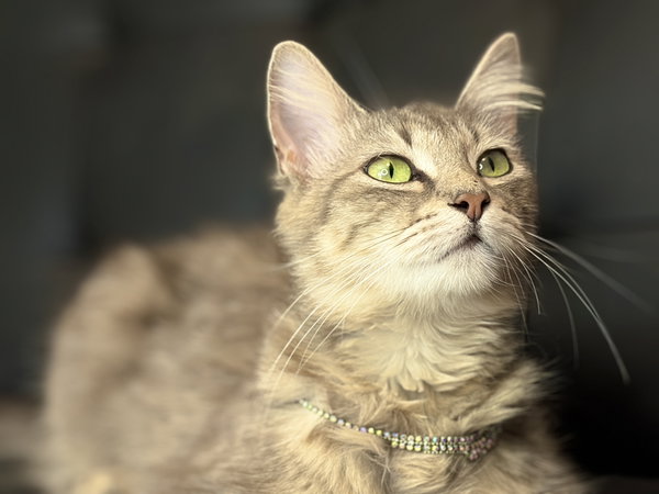 Christy, a rescued cat cared for thanks to donations to Cats For Life