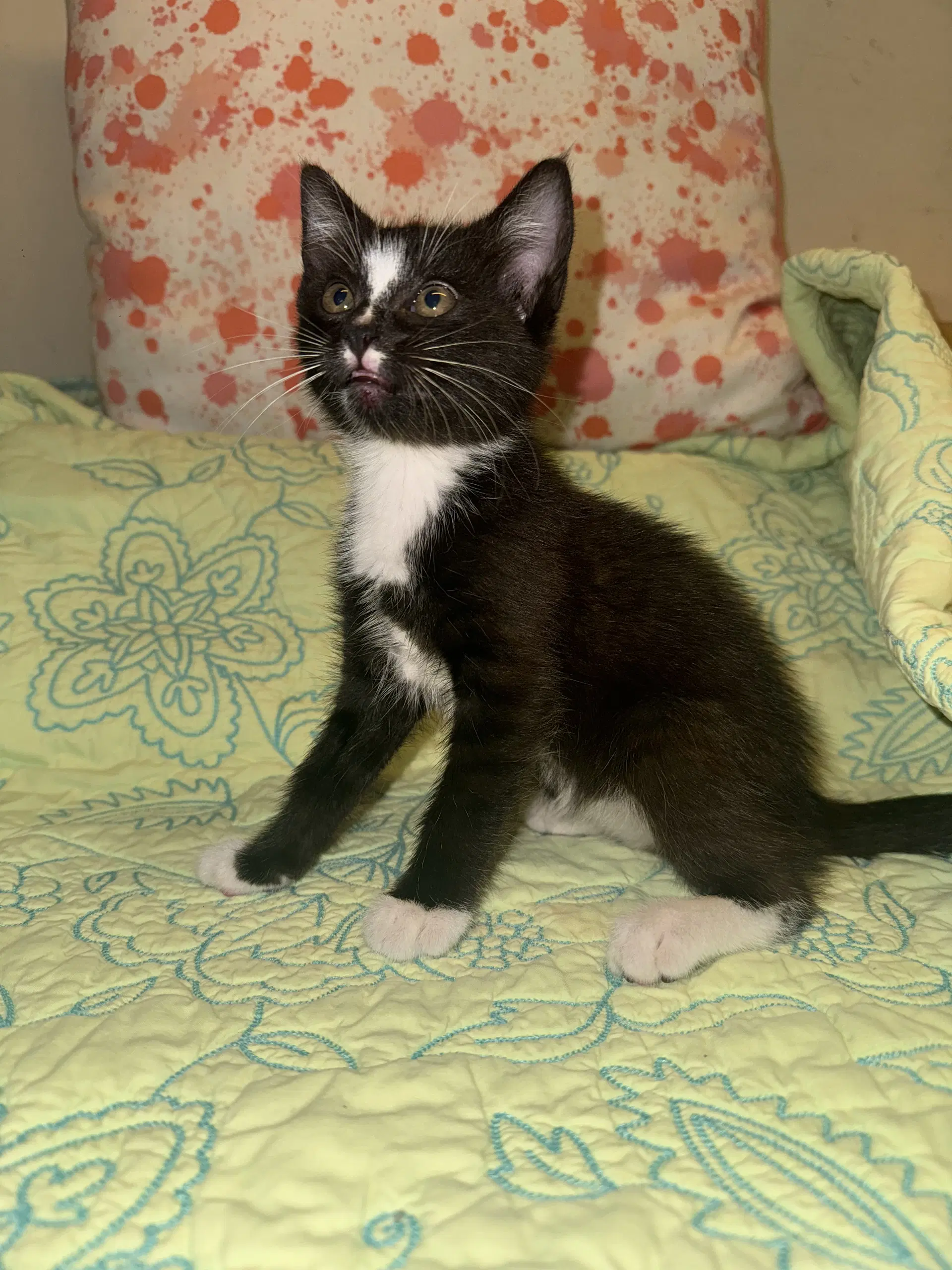 Sarah - Tuxedo