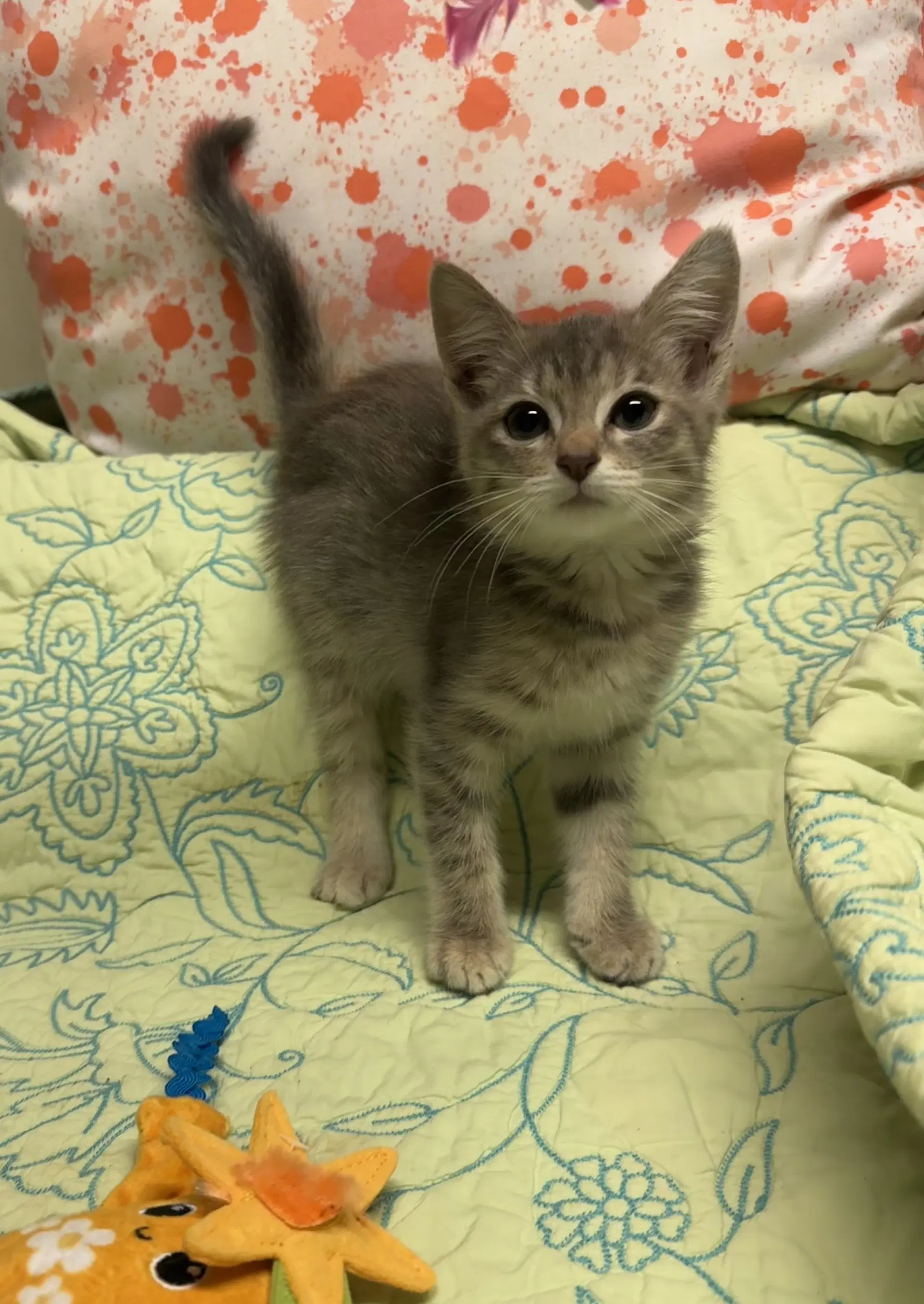 Milo - Domestic Short Hair