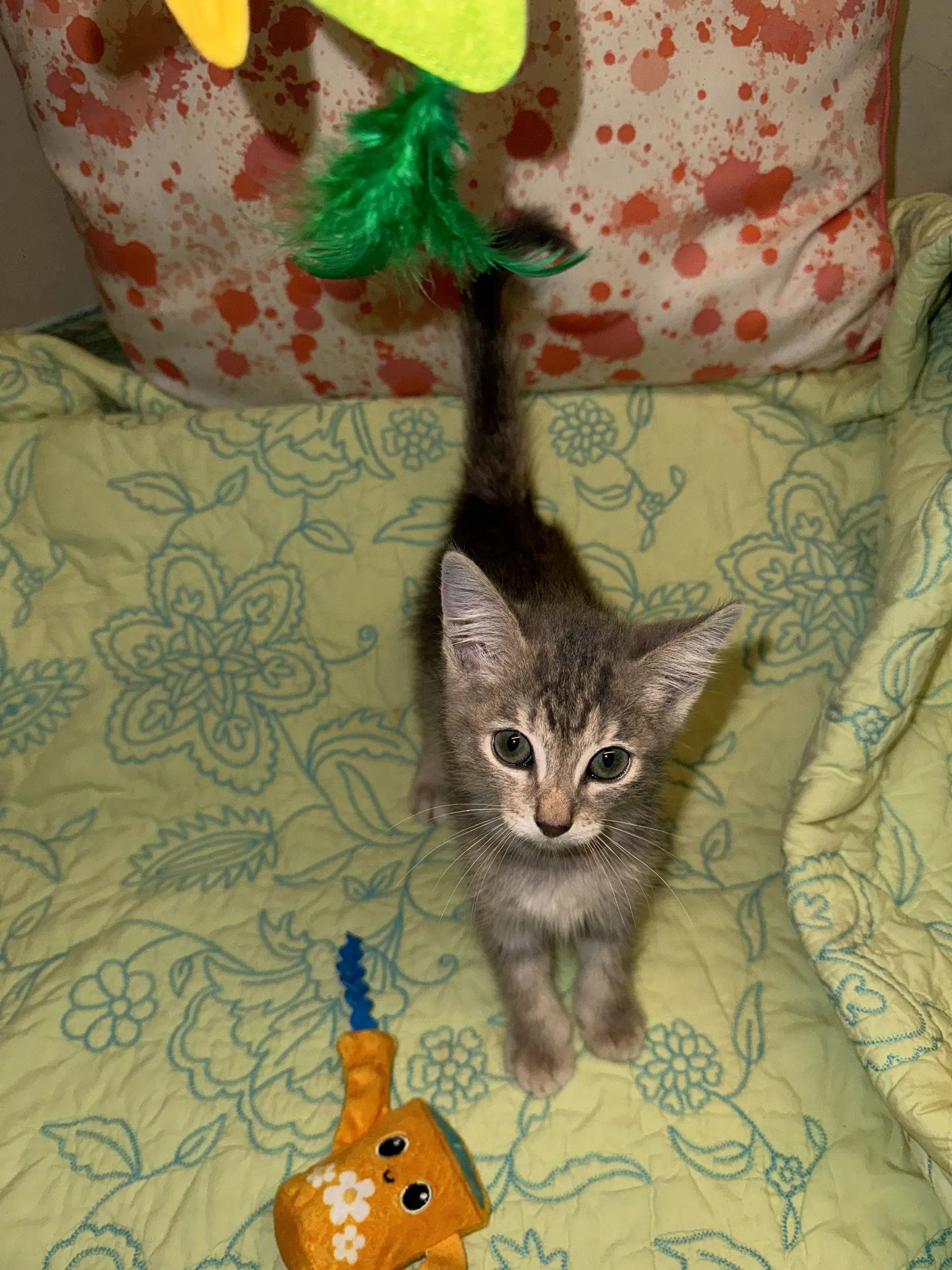 Milo image 2