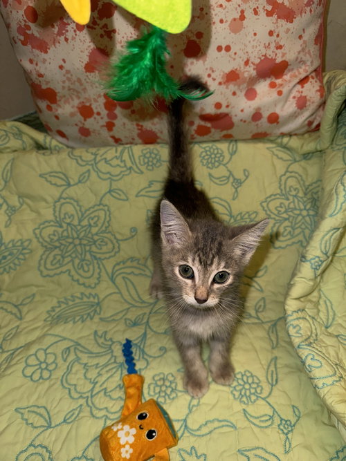 Photo 2 of Milo