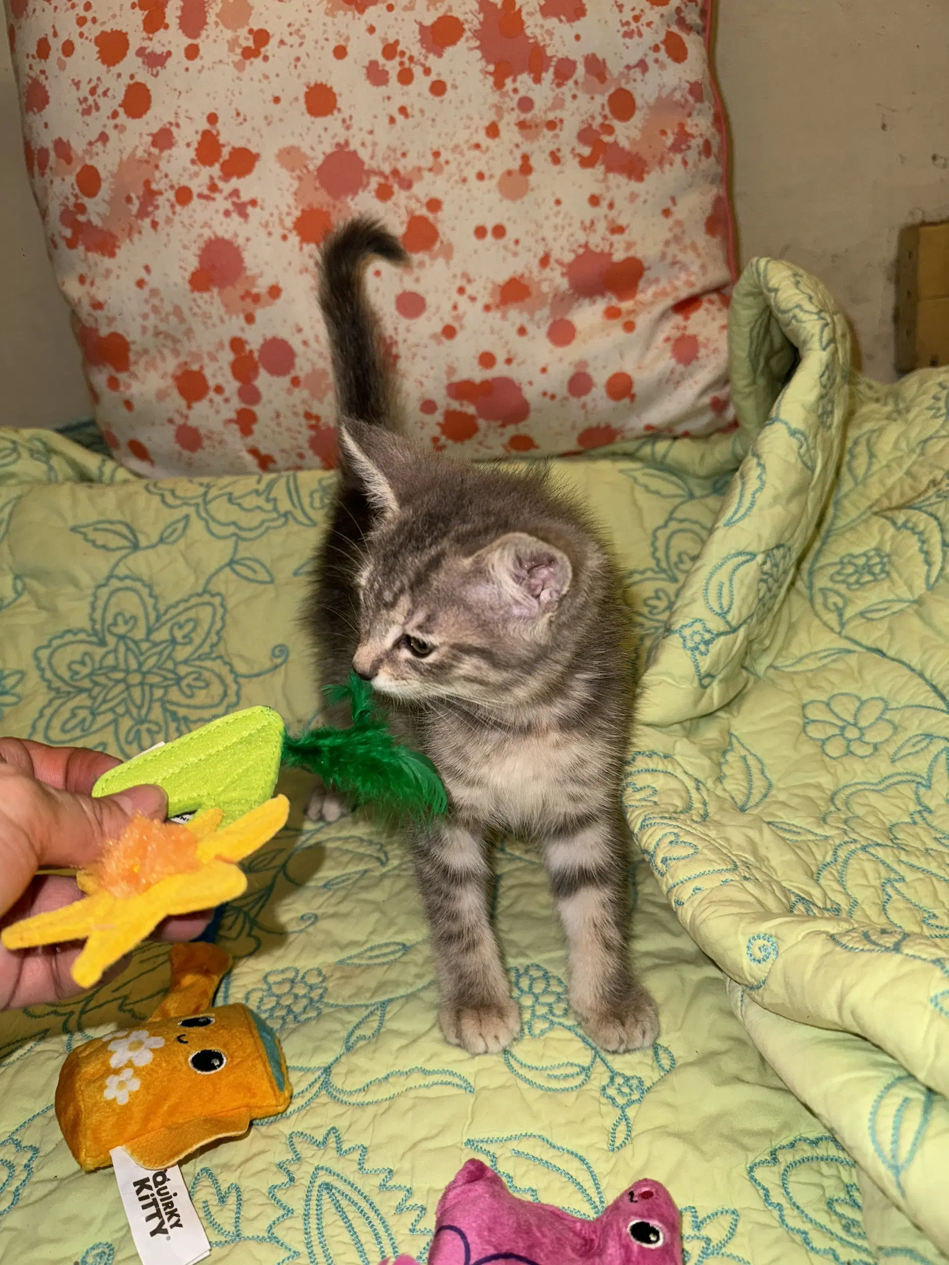 Milo image 4