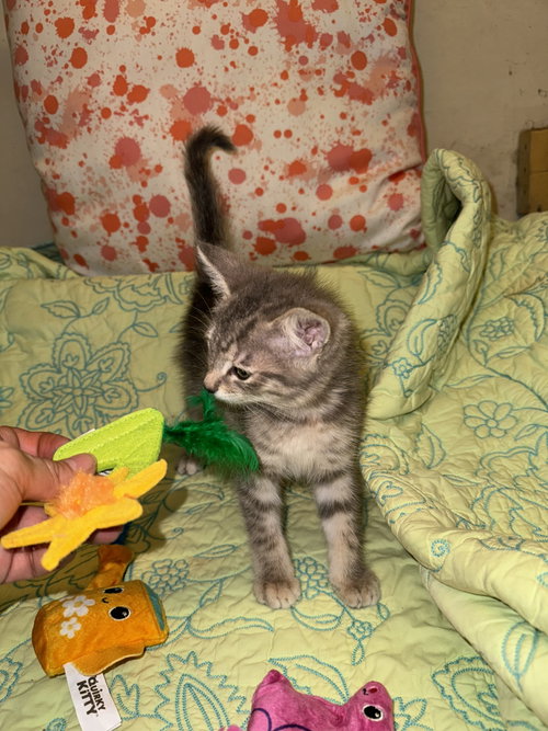Photo 4 of Milo