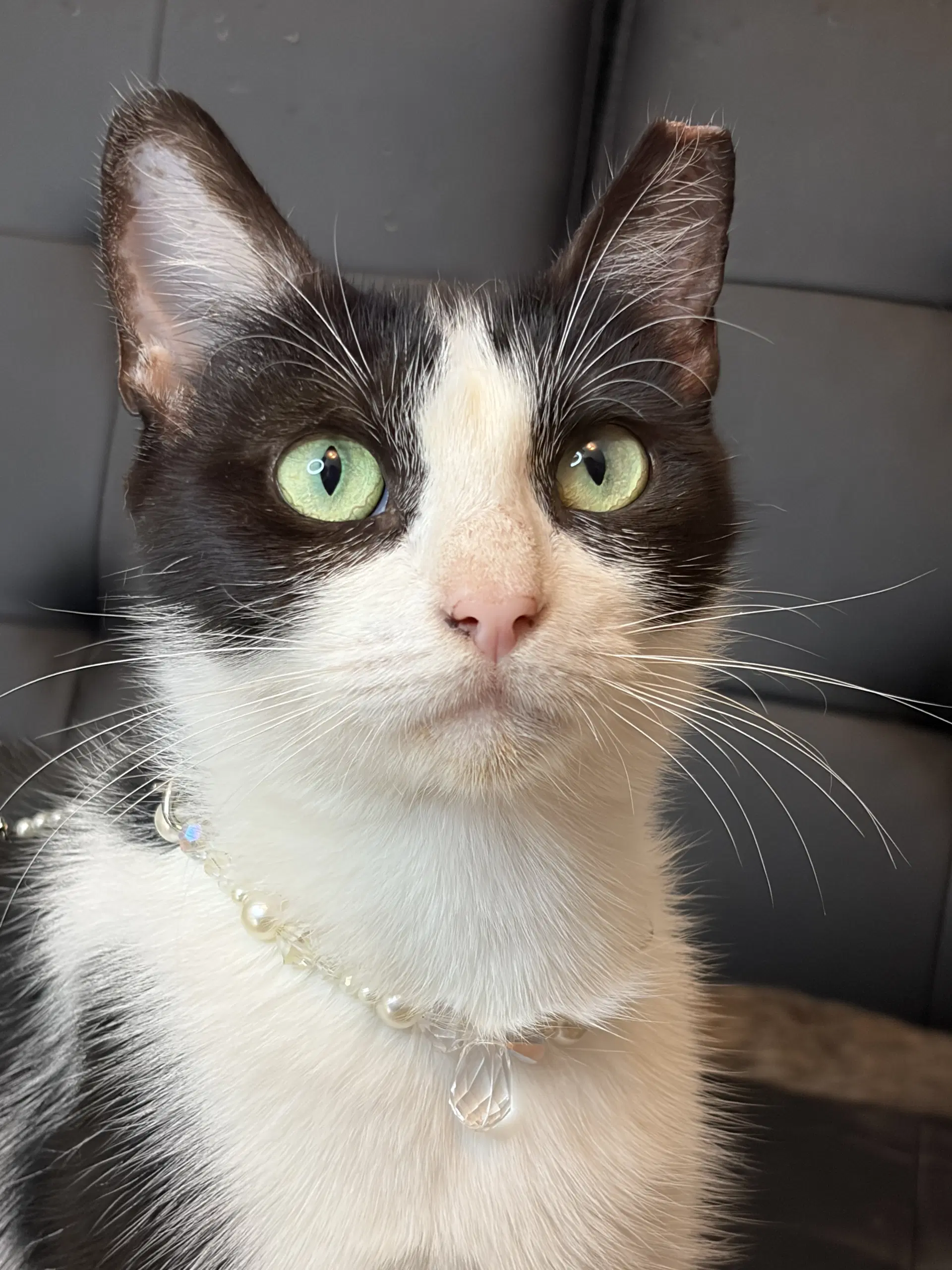 Maddie - Domestic Short Hair