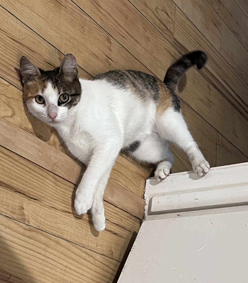 Holly, a young female Calico cat up for adoption