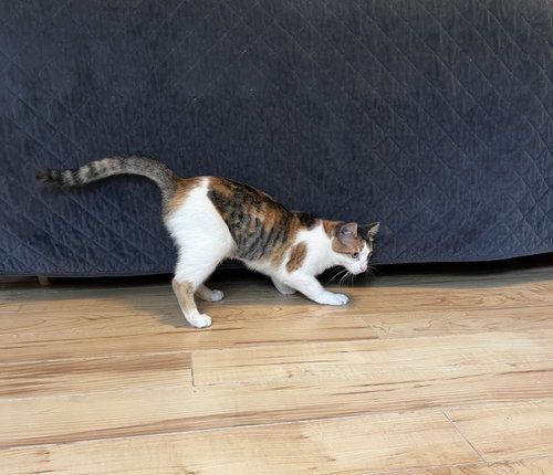 Photo 3 of Holly